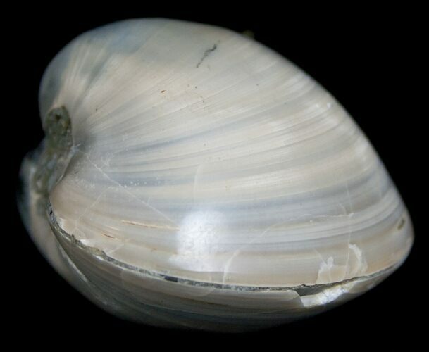 Polished Fossil Clam - Large Size #5265